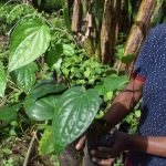 Sithija plant nursery