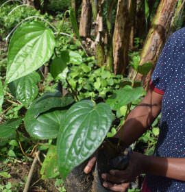 Sithija plant nursery