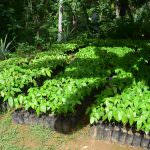 Sithija plant nursery