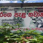 Ranga plant nursery