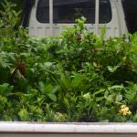 Ranga plant nursery
