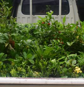 Ranga plant nursery