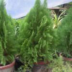 Ranga plant nursery