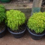Ranga plant nursery