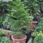 Ranga plant nursery