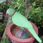 Ranga plant nursery