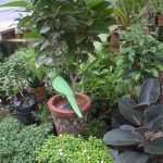Ranga plant nursery