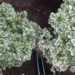 Ranga plant nursery