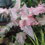 Ranga plant nursery