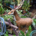 Ranga plant nursery