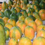Suranga Farm