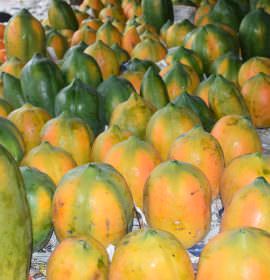 Suranga Farm