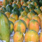 Suranga Farm