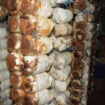 Hypro Mushroom Hypro Mushroom