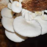 Hypro Mushroom Hypro Mushroom