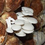 Hypro Mushroom Hypro Mushroom