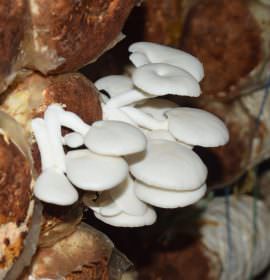 Hypro Mushroom