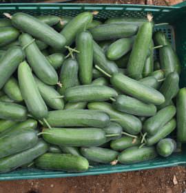 සමනල ෆාම්