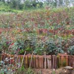 Anura Rose Plant Nursery