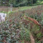 Anura Rose Plant Nursery