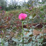Anura Rose Plant Nursery