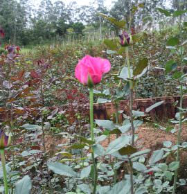 Anura Rose Plant Nursery