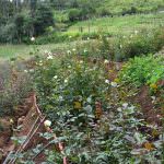 Anura Rose Plant Nursery
