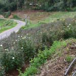 Anura Rose Plant Nursery