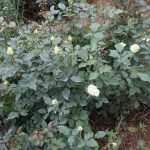 Anura Rose Plant Nursery