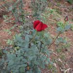 Anura Rose Plant Nursery