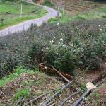 Anura Rose Plant Nursery