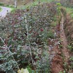 Anura Rose Plant Nursery