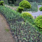 Subashini Plant Nursery