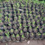 Subashini Plant Nursery