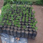 Subashini Plant Nursery