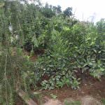 Subashini Plant Nursery