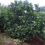 Subashini Plant Nursery
