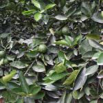 Subashini Plant Nursery