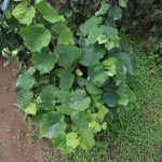 Subashini Plant Nursery