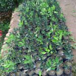 Subashini Plant Nursery