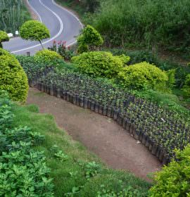 Subashini Plant Nursery