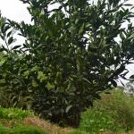 Subashini Plant Nursery