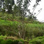 Subashini Plant Nursery