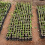 Subashini Plant Nursery