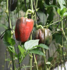 දිලුම් බෙල්පෙපර්ස්