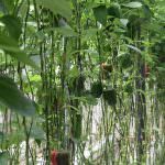 දිලුම් බෙල්පෙපර්ස්