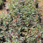 Jayantha Rose Plant Nursery