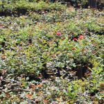 Jayantha Rose Plant Nursery