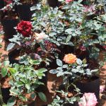 Jayantha Rose Plant Nursery