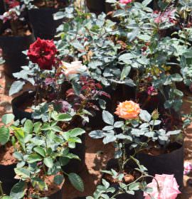 Jayantha Rose Plant Nursery